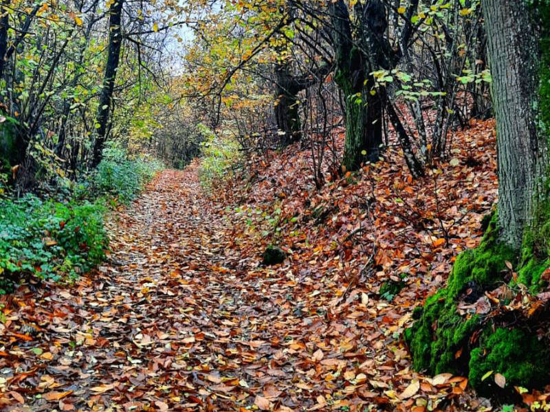 L’autunno a scuola