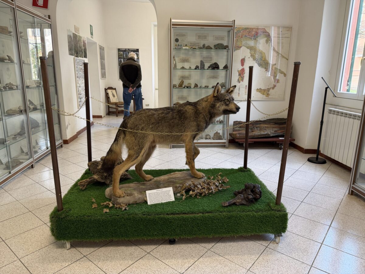 Conoscere per rispettare: visita al Museo di Stazzano